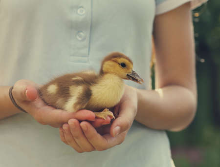 Woman holding yellow duckling outdoors at green nature background