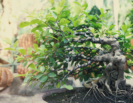 Bonsai tree in the open outdoors showing pot and plain green backgroundの写真素材