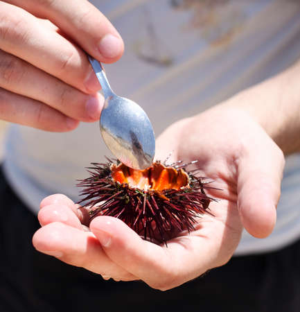 Man holding a sea urchin with lemon for eating it on the beachの写真素材