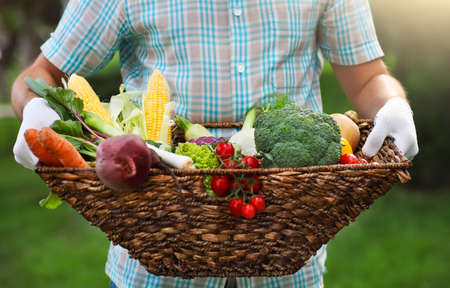 Basket filled fresh vegetables in hands of a man wearing glovesの写真素材