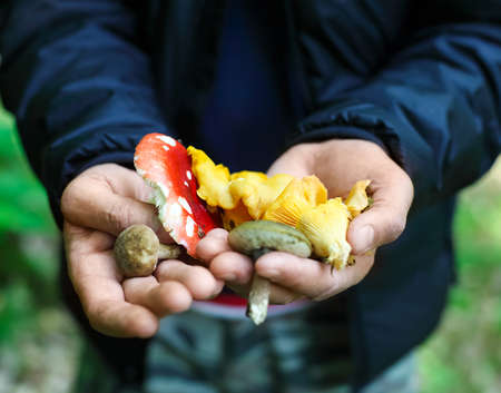 Mushrooms in a hands of a man. Close upの写真素材