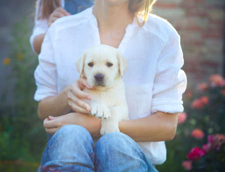 Close up of woman in white blouse with puppy of labrador sitting on her knees