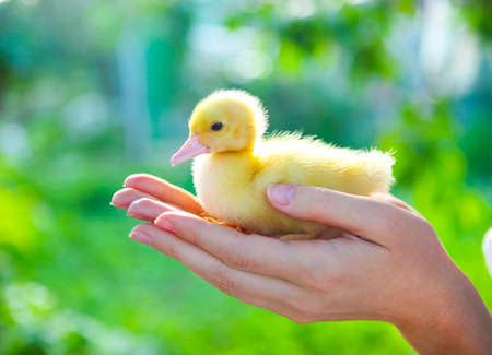 Woman holding yellow duckling outdoors at green nature backgroundの写真素材
