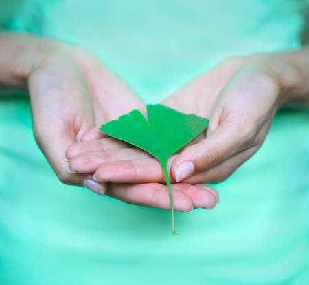 Woman holding Ginkgo biloba leaf in her hands. Close upの写真素材