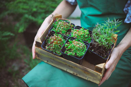Woman holding a box with plants in her hands in garden center. Close upの写真素材