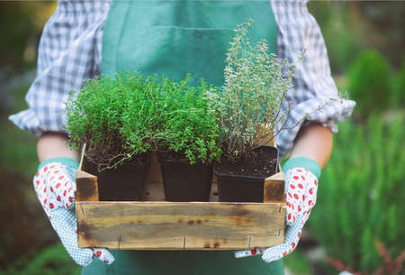 Woman holding a box with plants in her hands in garden center. Close upの写真素材