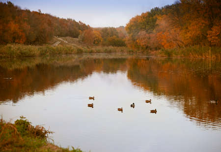 Autumn Landscape. Park in Autumn. Bright colors of autumn in the park by the lake with ducksの写真素材