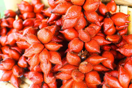 Zalacca, traditional seasonal sweet fruit flavors of Thailandの写真素材