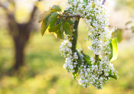 Wreath from lily of the valley hanging on the spring blossoming treeの写真素材