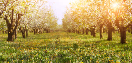 Blossoming cherry tree garden on a lawn with the sun shining through the branchesの写真素材