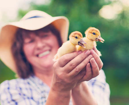 Middle age caucasian woman with yellow duckling outdoors at green nature backgroundの写真素材