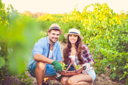 Young happy couple of wine growers walking in vine rowsの写真素材