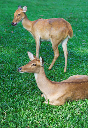 Two curious roe deer on the green grass. Close upの写真素材