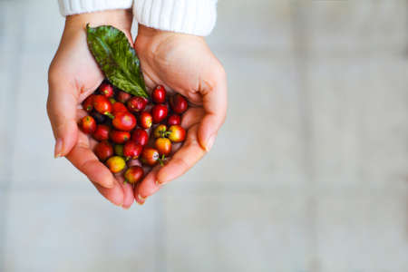 Coffee beans in hispanic woman handsの写真素材