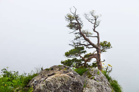 Lonely tree, Lagonaki, Caucasus, Russiaの写真素材