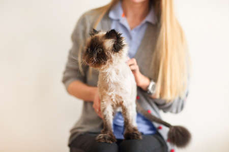 Blond woman with her Persian Cat Extreme with hairdress