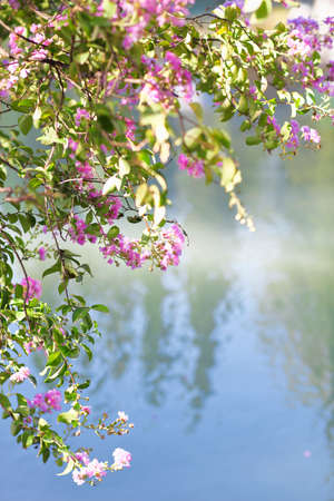 Blooming tree in the nature during spring by the lake. Nature background


の写真素材