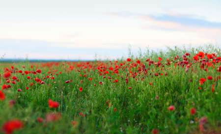 Red poppies field. Summer and floral backgroundの写真素材