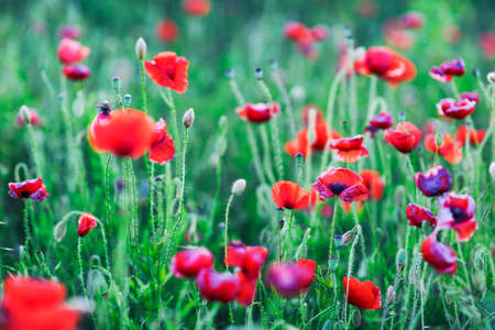Red poppies field. Summer and floral backgroundの写真素材