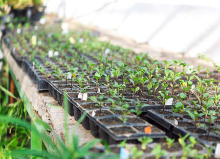 Beautiful plants in botanical greenhouse garden