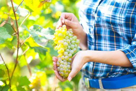 Grapes harvest. Young farmer woman with freshly harvested grapes. Close up
