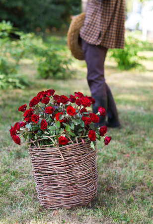 Close up of a basket of red roses flowers. Gardener on the backgrondの写真素材