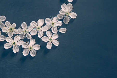 White flowers of apple tree on dark background