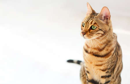 Bengal cat on white background sits sideways, looks aside. White backgroundの写真素材