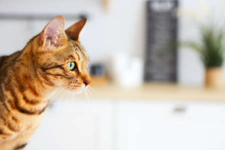 Bengal cat on white background sits sideways, looks aside. Kitchen on background