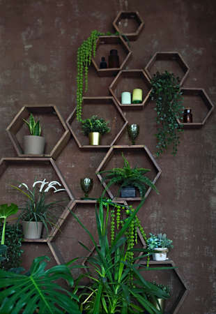 Part of living room interior. Dark wall with shelfs with plants