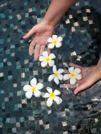 Frangipani flowers in hands of the woman in the swimming poolの写真素材