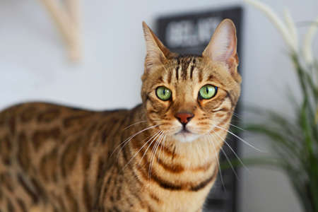 Portrait of the beautiful bengal cat on white kitchen table with the plant