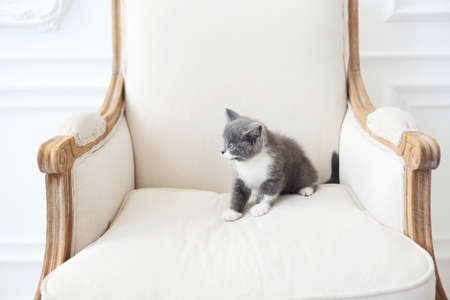 Cute little British shorthair kitten sitting on armchair, indoorsの写真素材