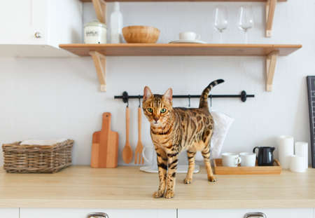 Beautiful bengal cat on white kitchen table  with the plant