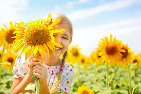 Child playing in sunflower field on sunny summer day. little girl plays with sunflowers.の写真素材