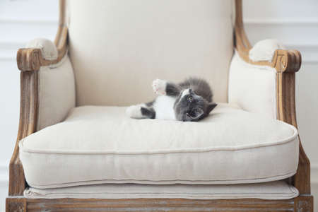 Cute little British shorthair kitten on armchair, indoorsの写真素材