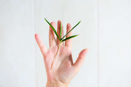 Woman holding green bamboo leaves in her hand over light backgroundの写真素材