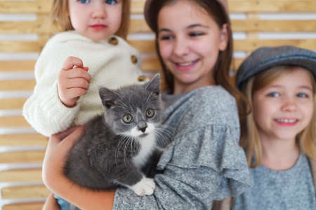 Fashion cute little girls sisters with a British kitten in the arms. Happy togetherの写真素材