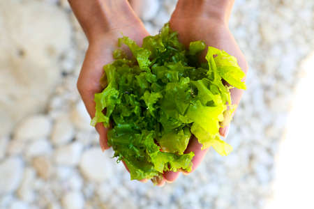 Young woman holding in hands fresh green laminaria seaweeds. Breakfast, lunch, dinner. Raw, vegan,...