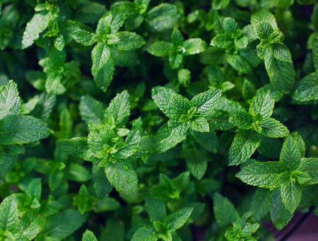 Green fresh mint leaves. Close up backgroundの写真素材