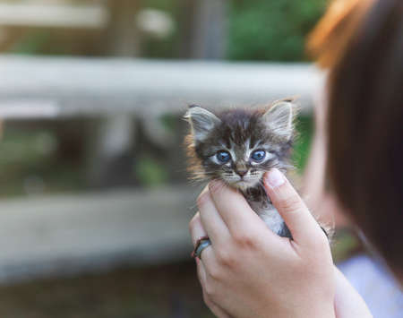 Little girl holding kitten on blurred background outdoors. Concept of volunteering の写真素材
