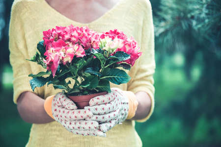 Crop female in casual yellow dress and garden gloves holding pot with blooming pink flowers on green foliage backgroundの写真素材