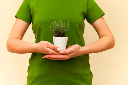 Woman hands holding a green flower in a white little pot on a bright backgroundの写真素材