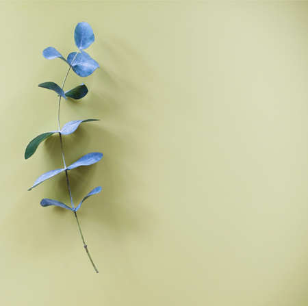 Top view of fresh green eucalyptus branch placed on light green tone surface with empty space for...