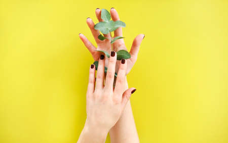 Top view of crop anonymous female holding fresh green plant over yellow backgroundの写真素材