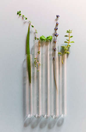 From above of assorted glass flasks and bottles arranged on table with fresh plants in modern...