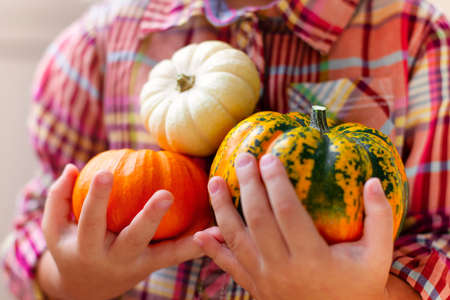Crop female in casual checkered shirt holding orange mini pumpkins in handsの写真素材