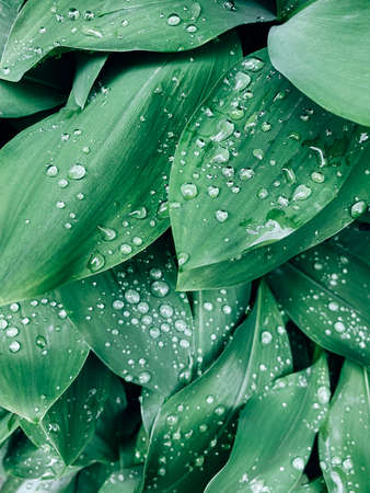 Background made of fresh wet green leaves with drops. Creative backgroundの写真素材