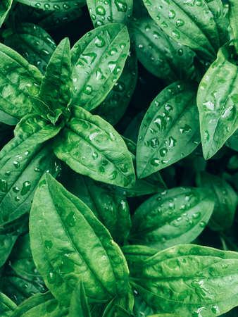 Background made of fresh wet green leaves with drops. Creative backgroundの写真素材
