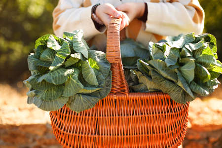 Unrecognizable young female leaning on wicker basket with fresh cabbage and touching face while...